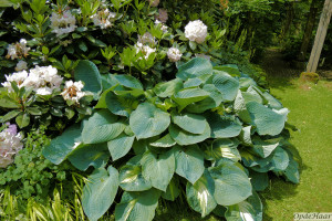 Hosta majesty           